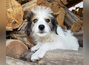HEIDI - liebevolles Hundekind