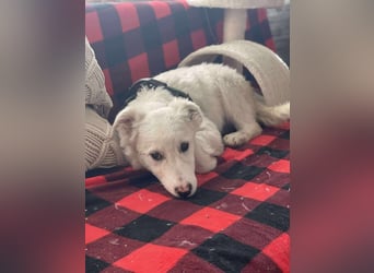 ZACK - liebevoller Hundebub