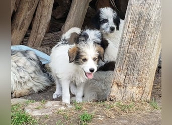 HEIDI - liebevolles Hundekind