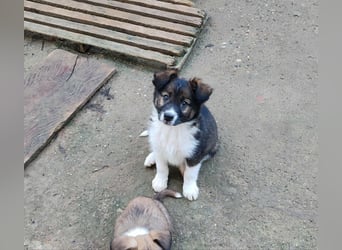 ZANNY - sanfte Seele sucht ein Zuhause *reserviert*