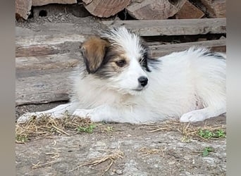 HEIDI - liebevolles Hundekind