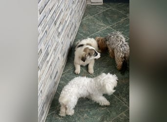 BELLA - sucht ihr Für-immer-Zuhause