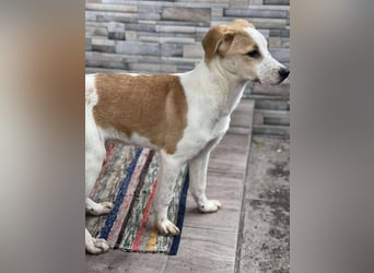 HANNAH - sucht ihre Menschen