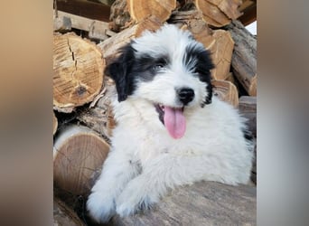 LOTTE - Traumzuhause gesucht