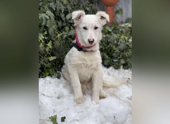 ZACK - liebevoller Hundebub