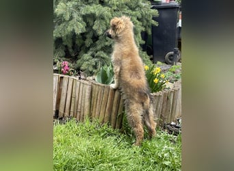 MARTHA - liebevolles Hundemädchen