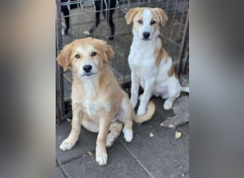 HANNAH - sucht ihre Menschen