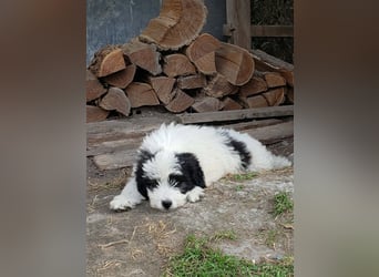 LOTTE - Traumzuhause gesucht
