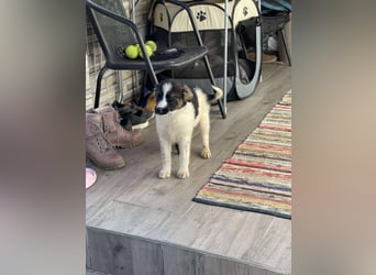 SUKI - hübsche Hundedame