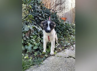 SUKI - hübsche Hundedame