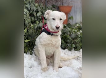 ZACK - liebevoller Hundebub