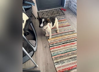 SUKI - hübsche Hundedame