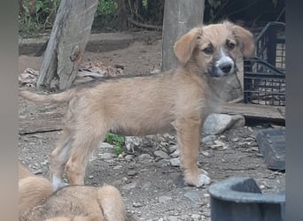 FRIEDA - Traumzuhause gesucht