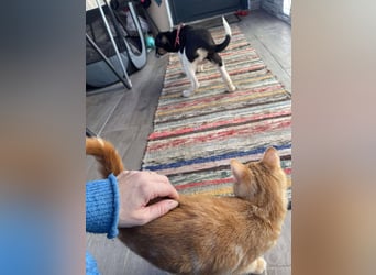 MELODY - Traumzuhause gesucht