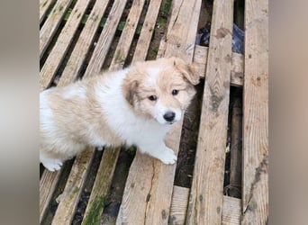 EDUARD - kleine Knutschkugel