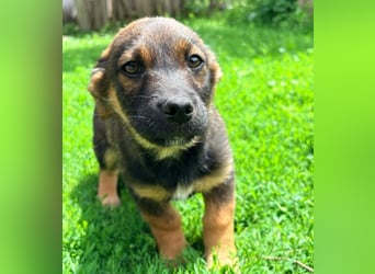 GOOFY - verspieltes Hundekind