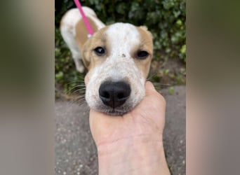 HANNAH - sucht ihre Menschen