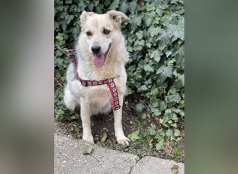 MAYA - sucht ihre Menschen