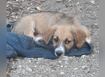 FRIEDA - Traumzuhause gesucht