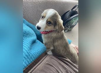 PEER - sanfte Seele sucht seine Menschen *reserviert*