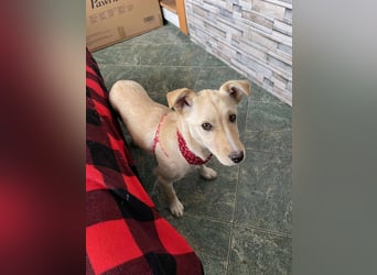 MELISSA - Zuhause gesucht