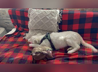 ZACK - liebevoller Hundebub