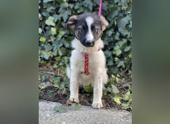 SUKI - hübsche Hundedame