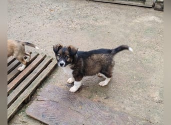 ZANNY - sanfte Seele sucht ein Zuhause *reserviert*