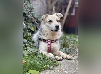 MAYA - sucht ihre Menschen