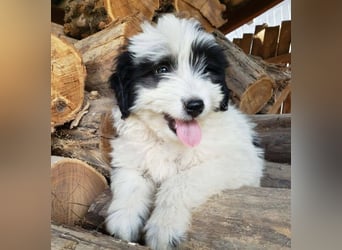 LOTTE - Traumzuhause gesucht