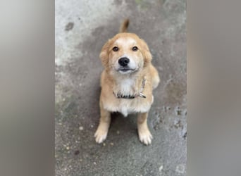 CRUMPET - verspielte Schönheit