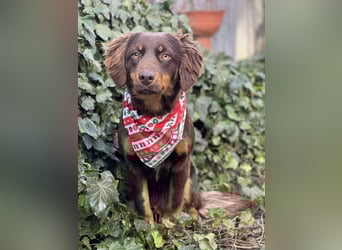 ROSIE - verspielte Schönheit