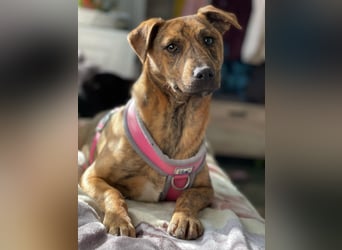 MOLLY - aufgewecktes Hundemädchen