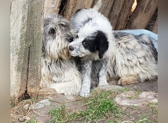 ARYA - zuckersüßes Hundekind
