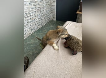 MARTHA - liebevolles Hundemädchen