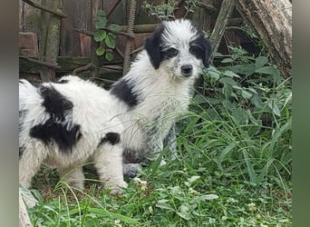 ARYA - zuckersüßes Hundekind