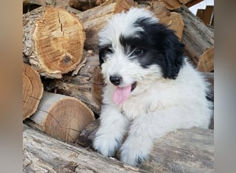 LOTTE - Traumzuhause gesucht
