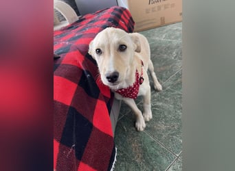 MELISSA - Zuhause gesucht