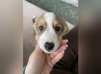 PEER - sanfte Seele sucht seine Menschen *reserviert*