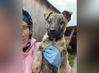 MAXI - liebevoller Hundebub