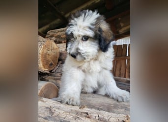 XENA - süßes Zottelmädchen