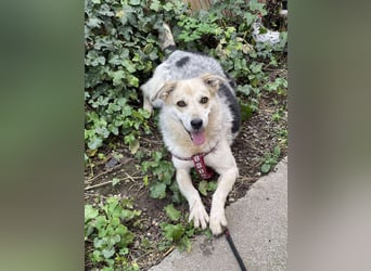 MAYA - sucht ihre Menschen