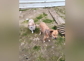 EDUARD - kleine Knutschkugel