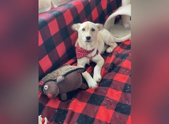 MELISSA - Zuhause gesucht