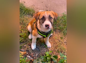 KOA - Traumzuhause gesucht