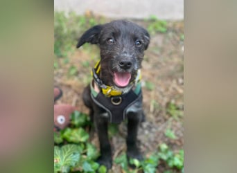 MILLIE - liebevolles Hundemädchen sucht ihr Zuhause