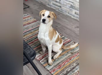 HANNAH - sucht ihre Menschen