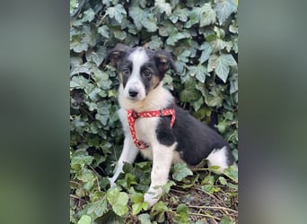 PATCH - Zuckerbub sucht seine Menschen