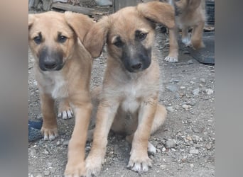FINN - ist bereit für Abenteuer