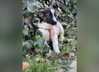 SUKI - hübsche Hundedame